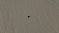 BEDBUGS