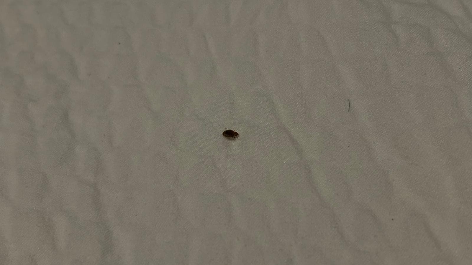 BEDBUGS