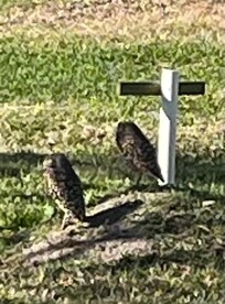 Loved the burrowing owls on front lawn. Named them Oscar and Olive. Only complaint, left poop on front porch. Lol