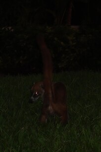Wildlife!