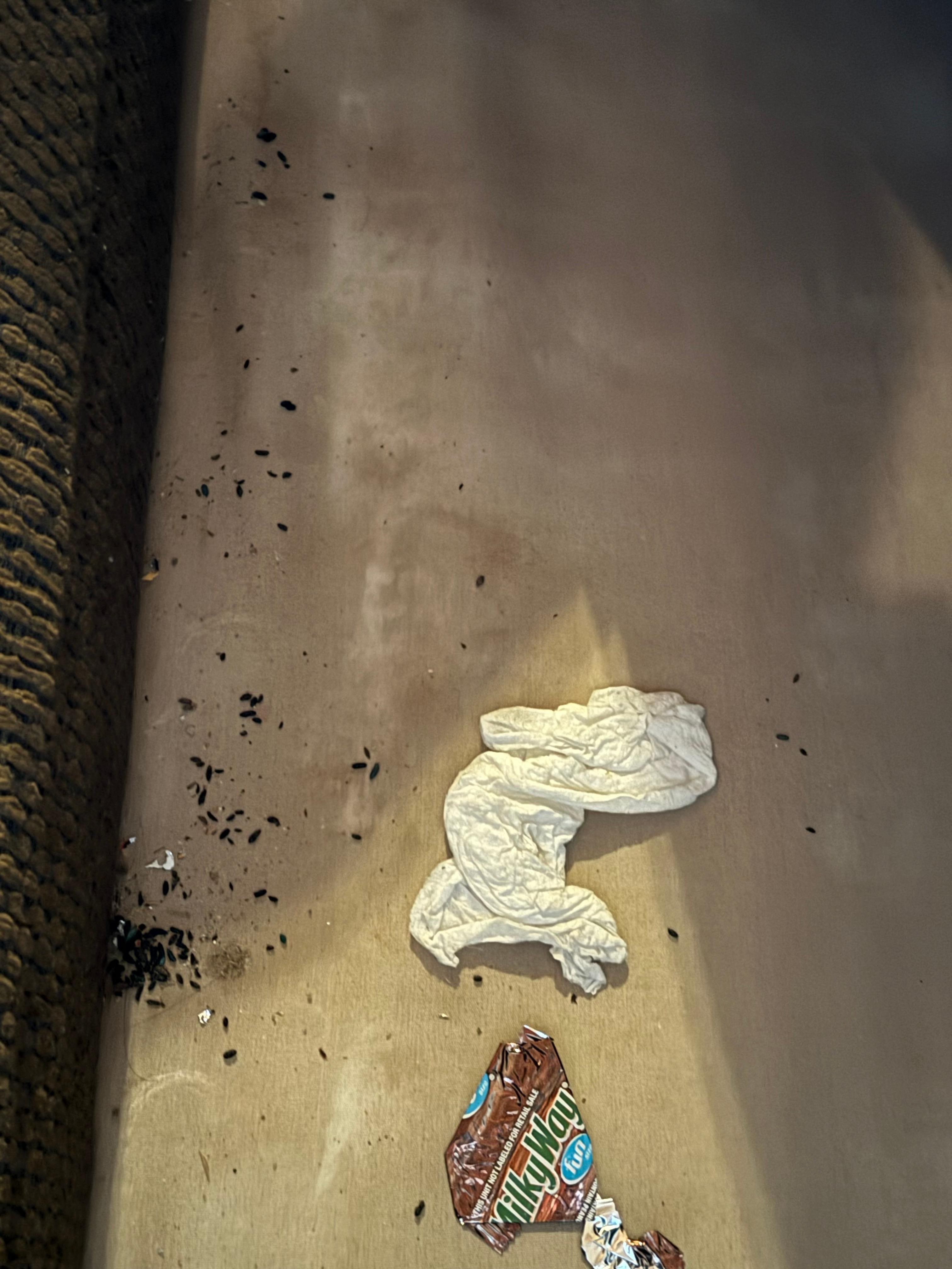 Mouse droppings in couch