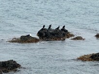 Cormorants outside the cottage at low tide