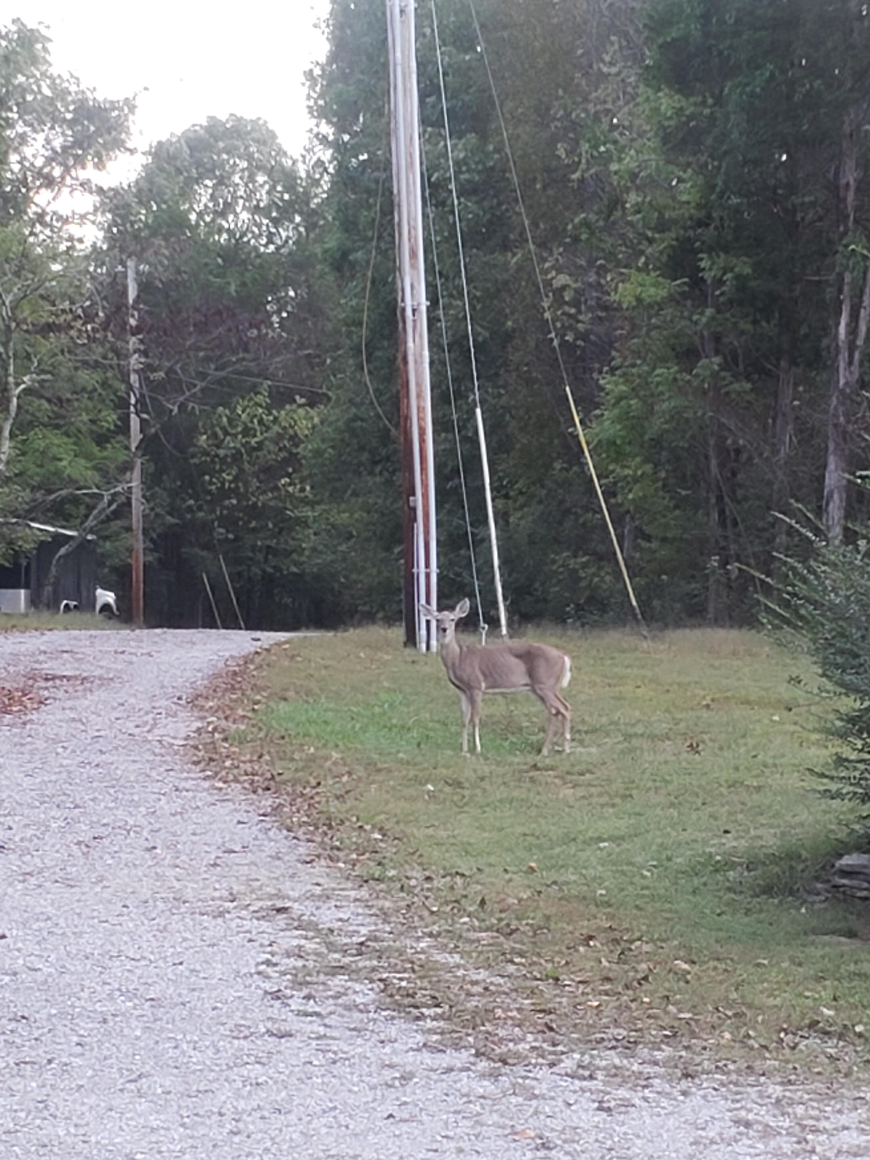 A mom and two baby deer  visited us every morning. 