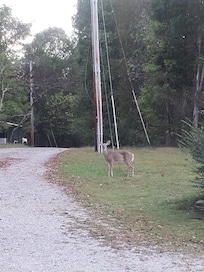 A mom and two baby deer visited us every morning.