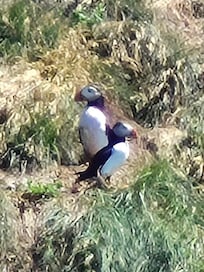 Puffins