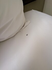 Dead fly on bedrong