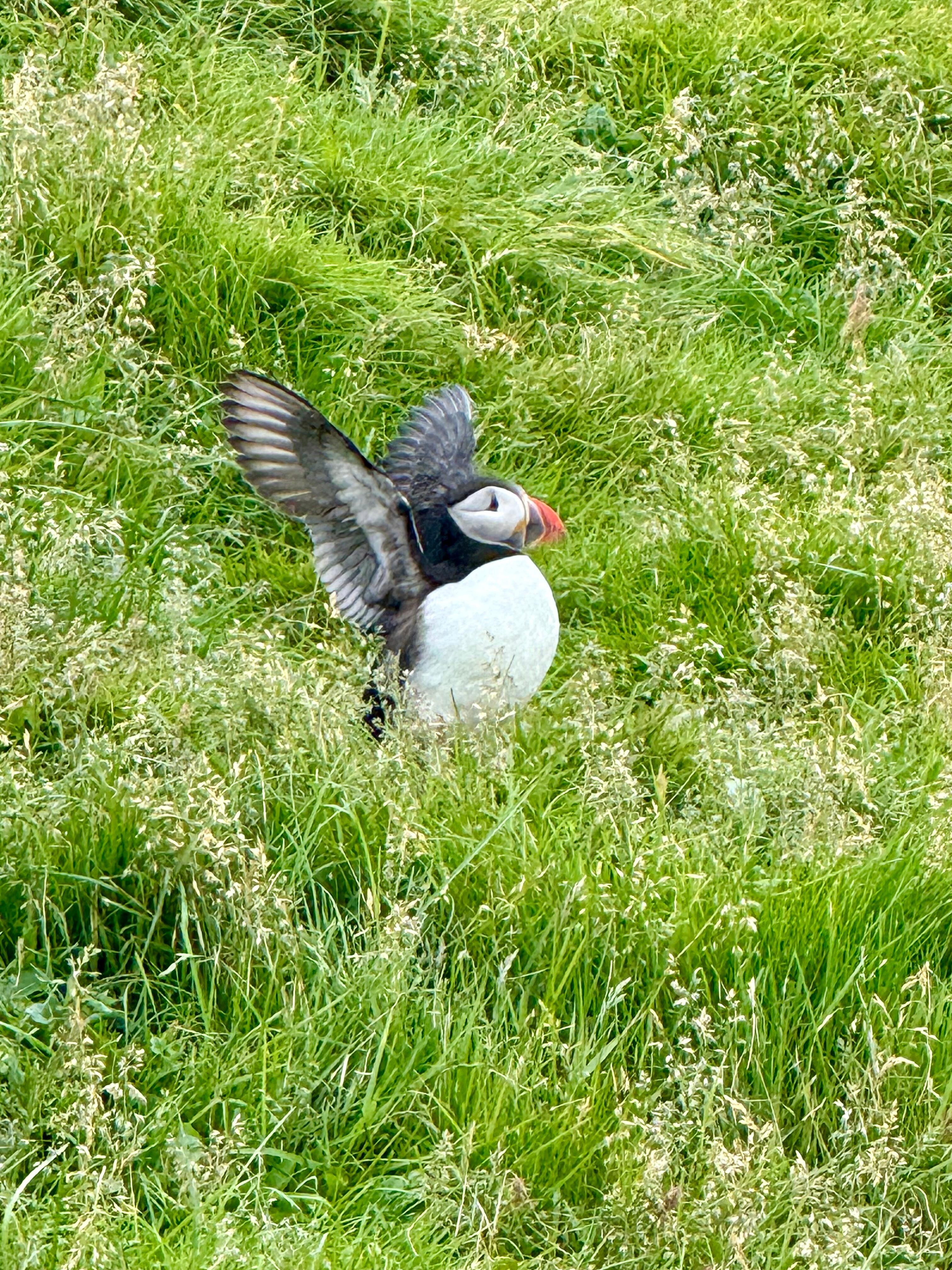 Atlantic Puffins on Vestmannaeyri Island