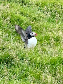 Atlantic Puffins on Vestmannaeyri Island