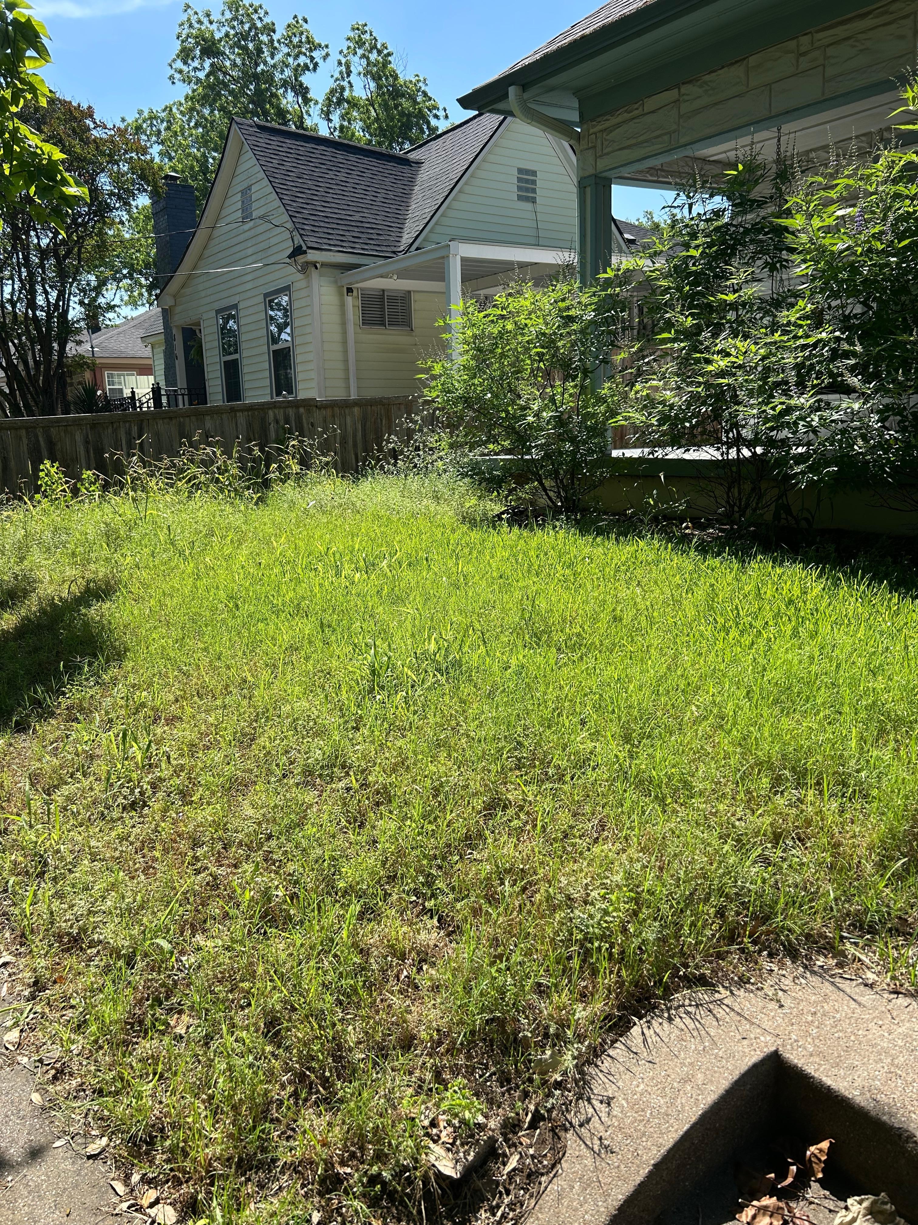 Front yard