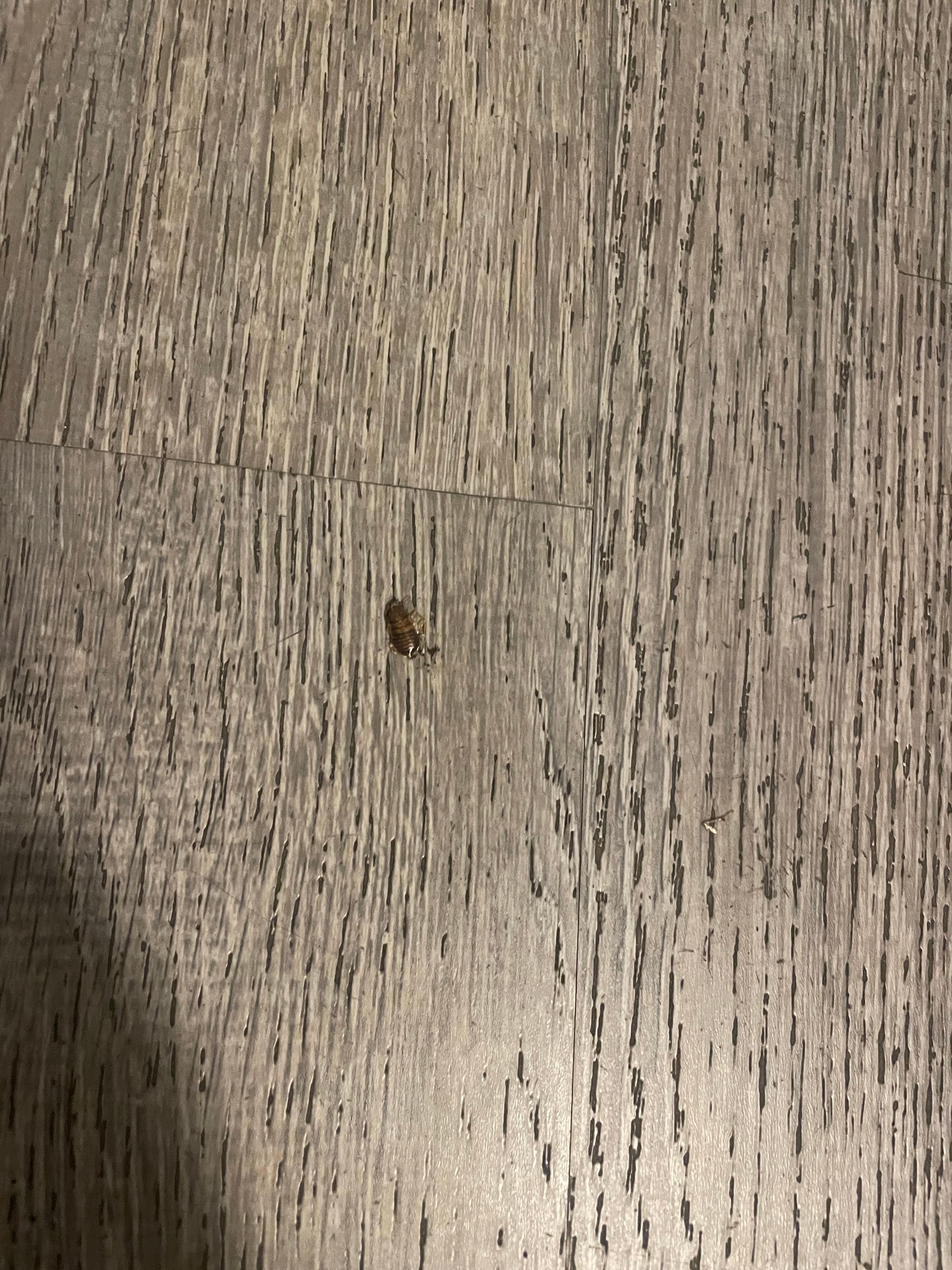 Unexpected room mate! 