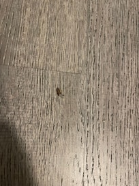 Unexpected room mate!