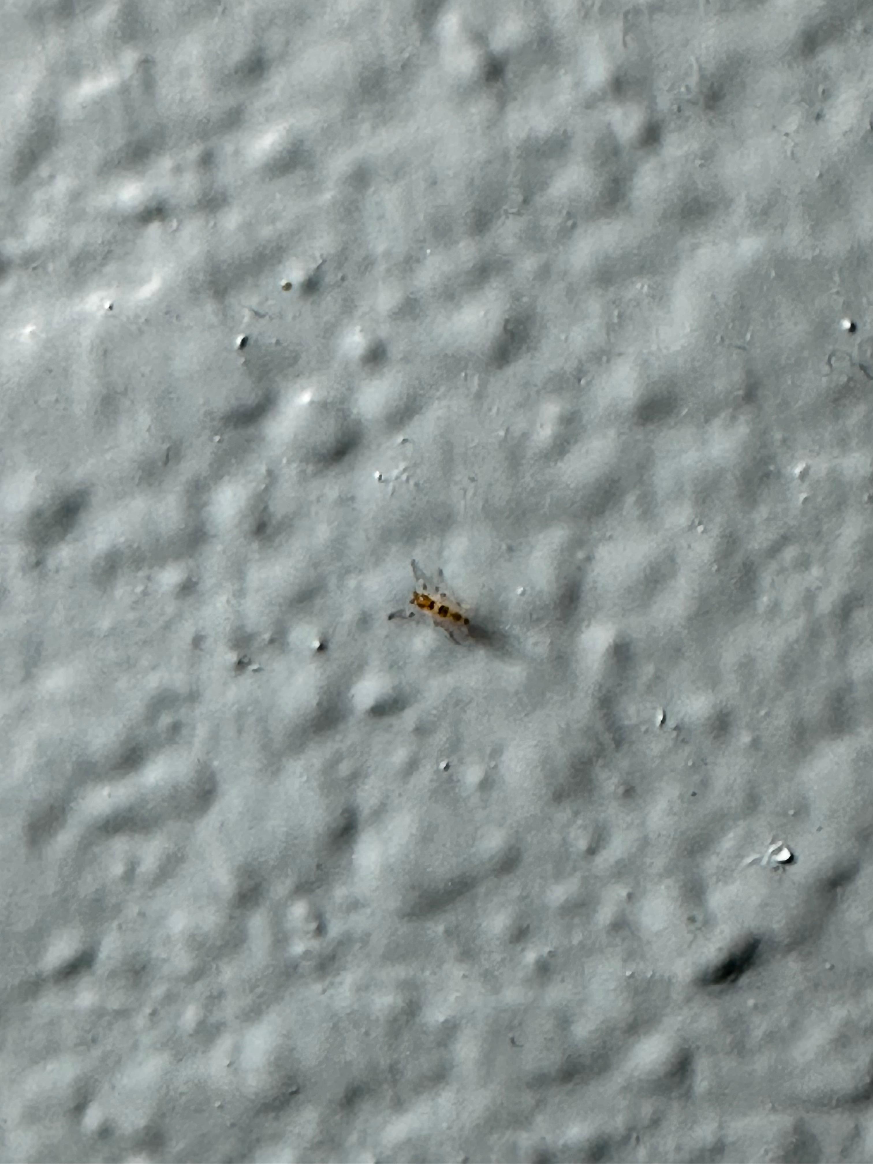 One of the 3 types of insects that we found