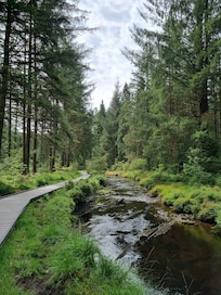 Hafren Forest