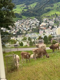 Cows