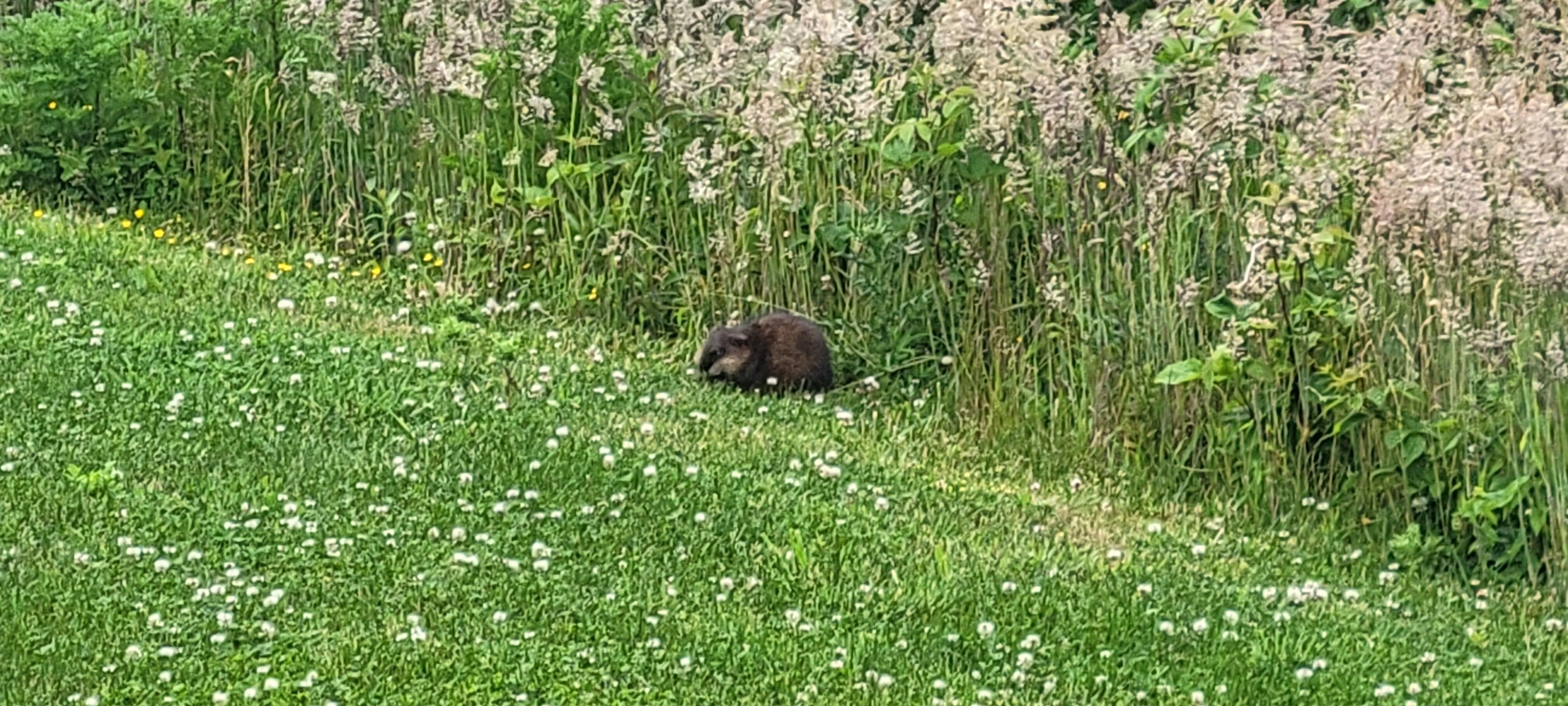 Daily groundhog visit