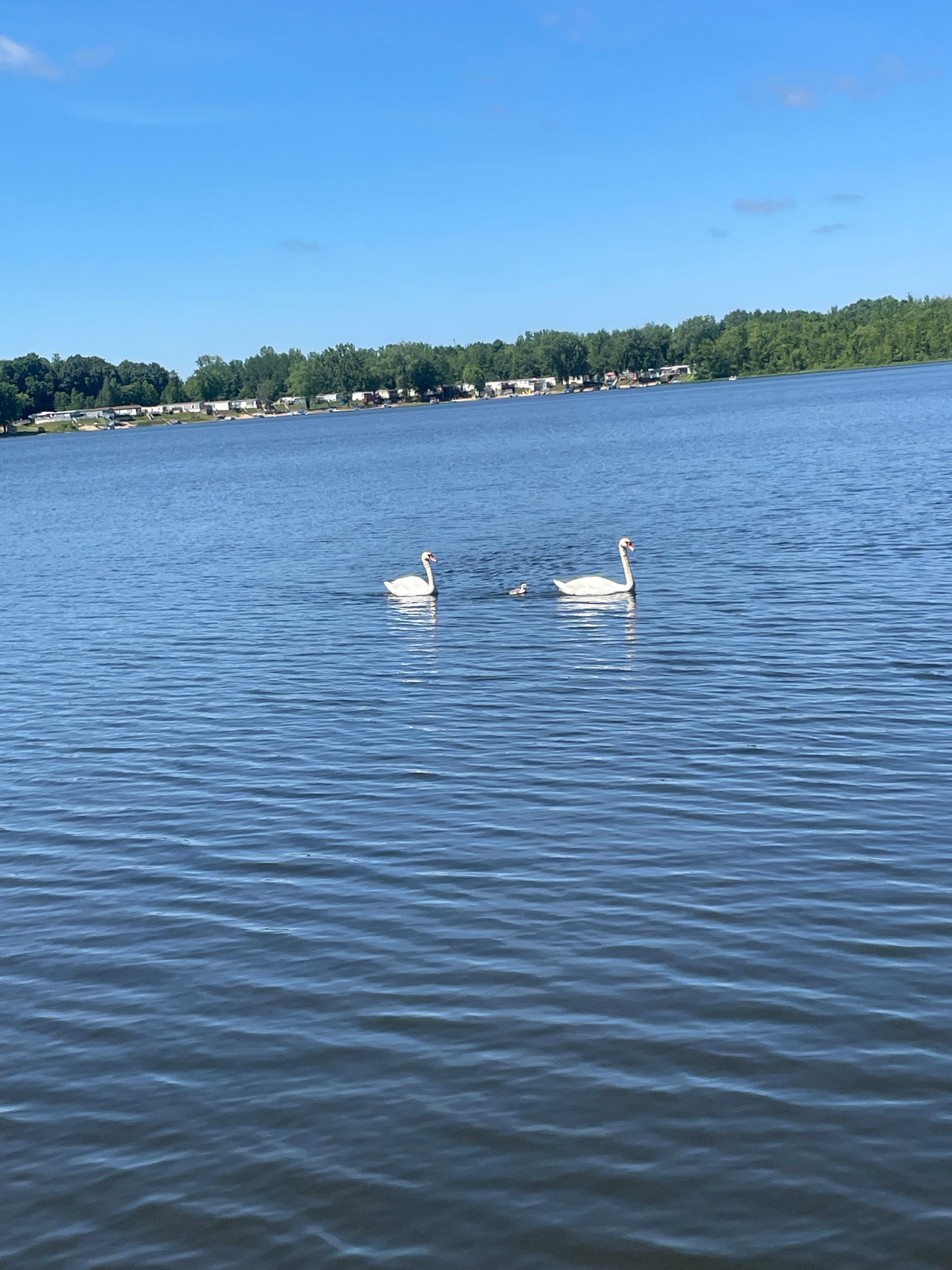 Gorgeous swans and their babies came around daily