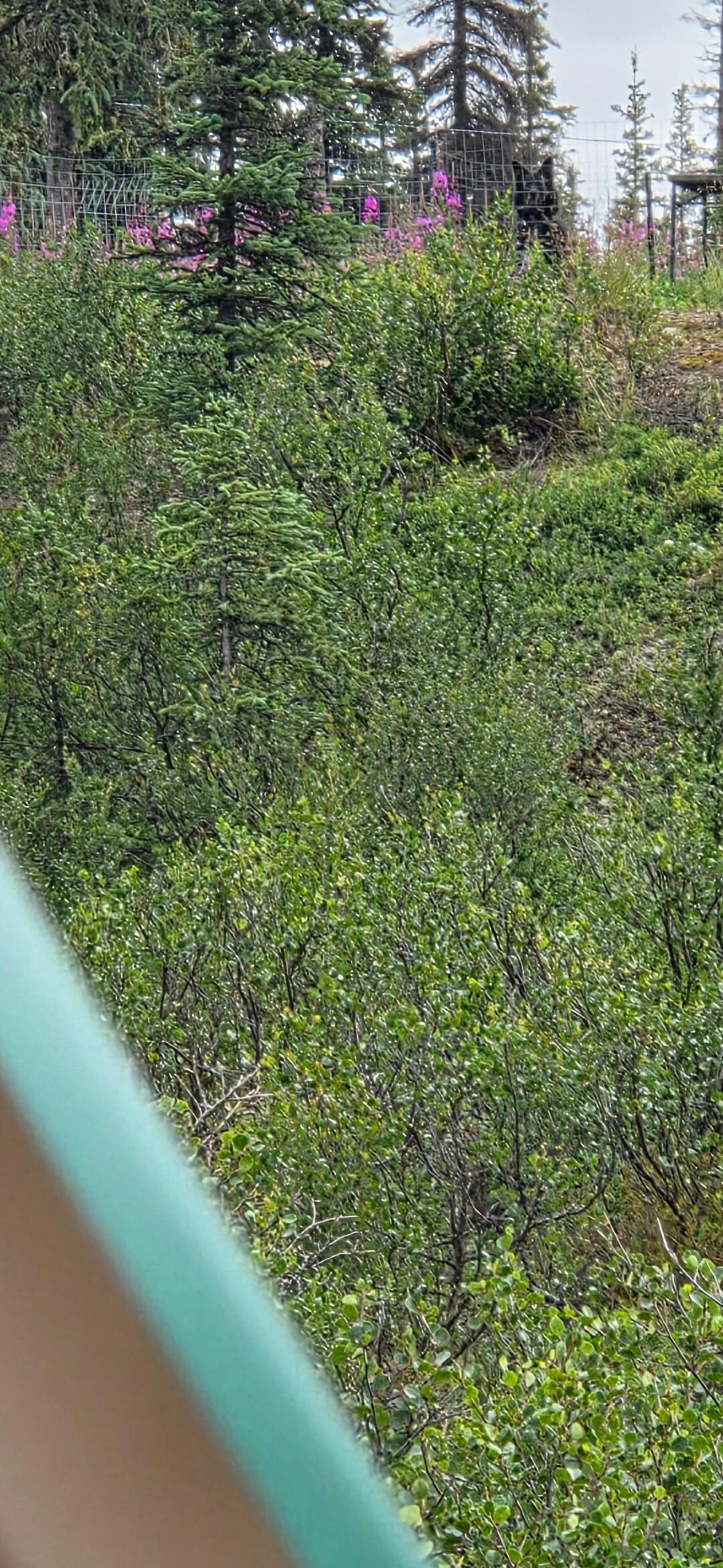 View of how close the dogs are.
