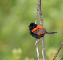 Red-backed Fairywren