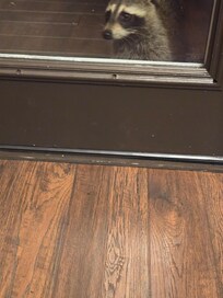 Baby Raccoon asking for food.