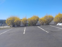 Springtime Finally! Hence the Forsythias in bloom 😊