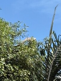 Iguana you see every day