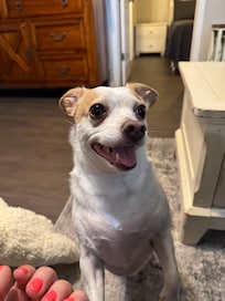 You absolutely MUST visit Barkhaven-a dog friendly restaurant nearby!!!