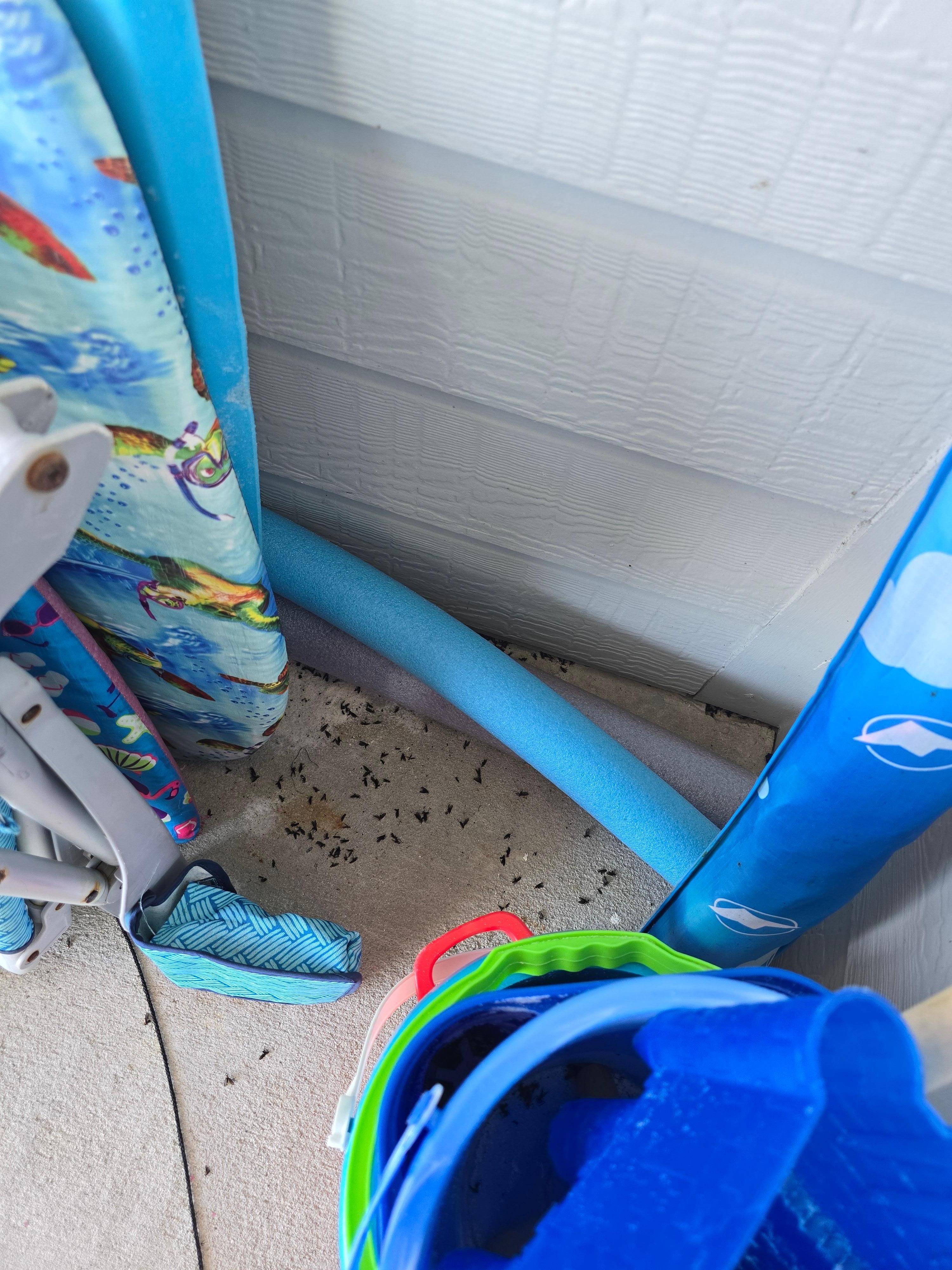 Dead Flies on beach equipment