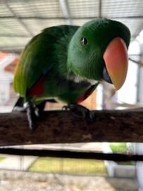Resident bird