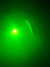 Fish in the canal behind house