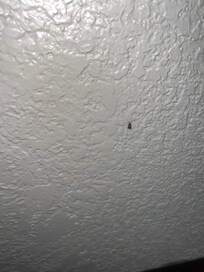Roach, the other one we killed and flushed down the toilet.
