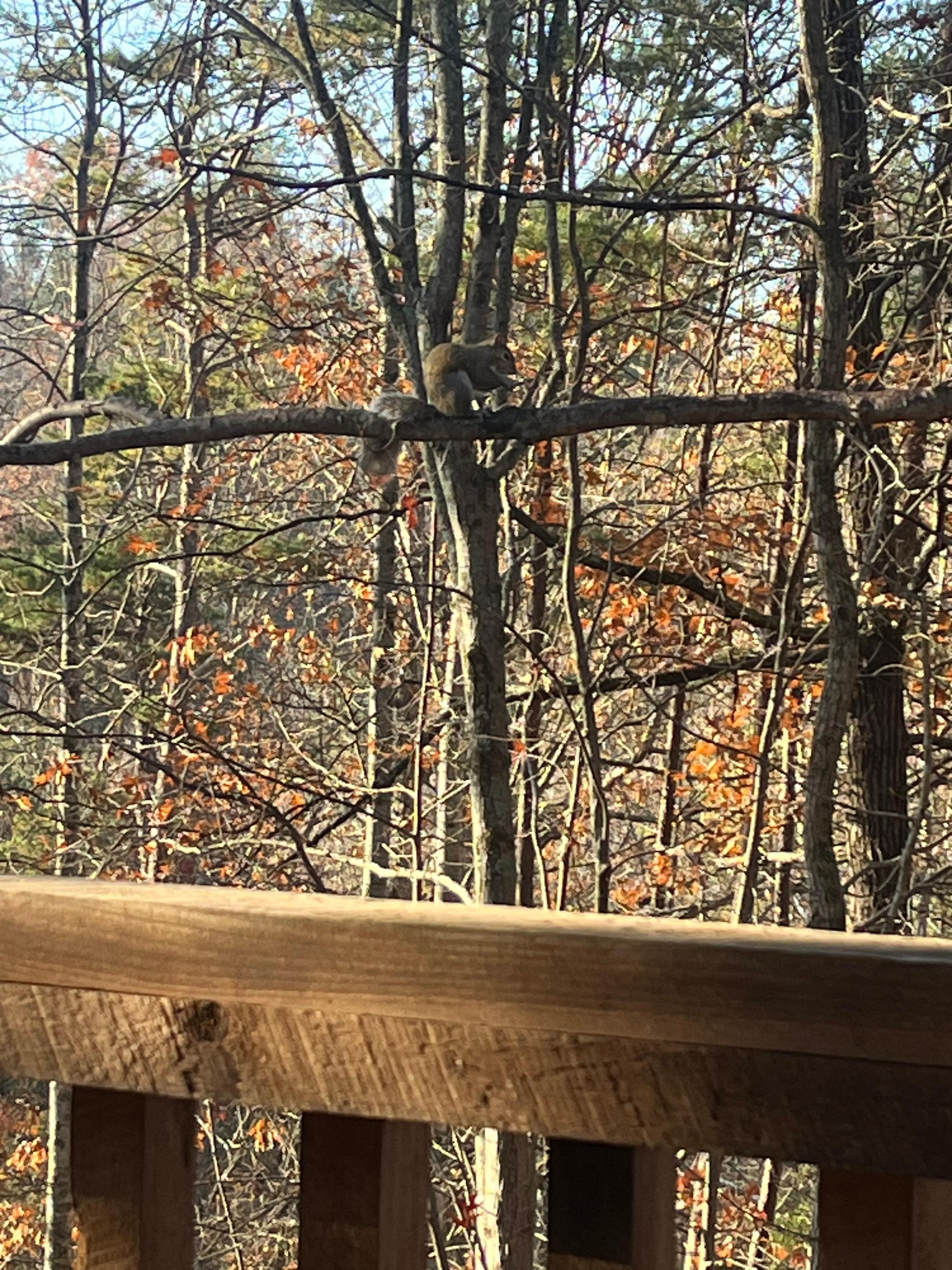 Scenes from the back porch is beautiful! The internal pictures on Vrbo is correct! 