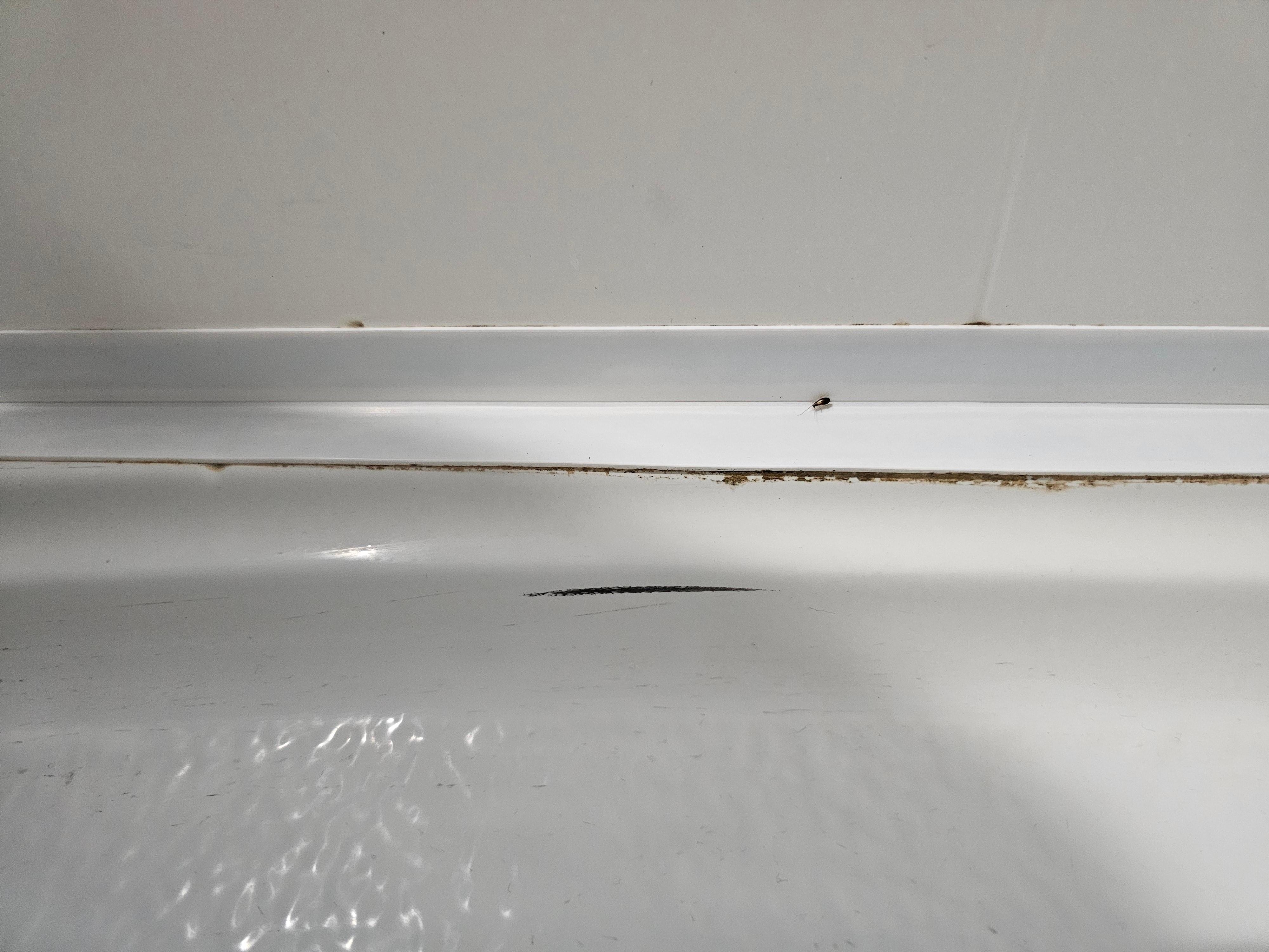 Roach in shower in 1st room