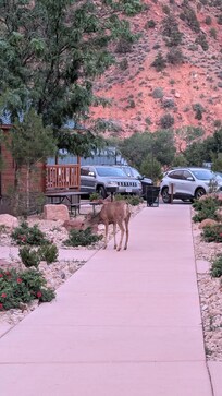 Petit visiteur du soir!