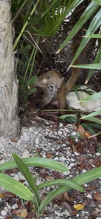 Little critters you’ll see around the resort.