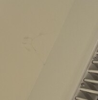 SPIDER WEBS LITERALLY EVERYWHERE