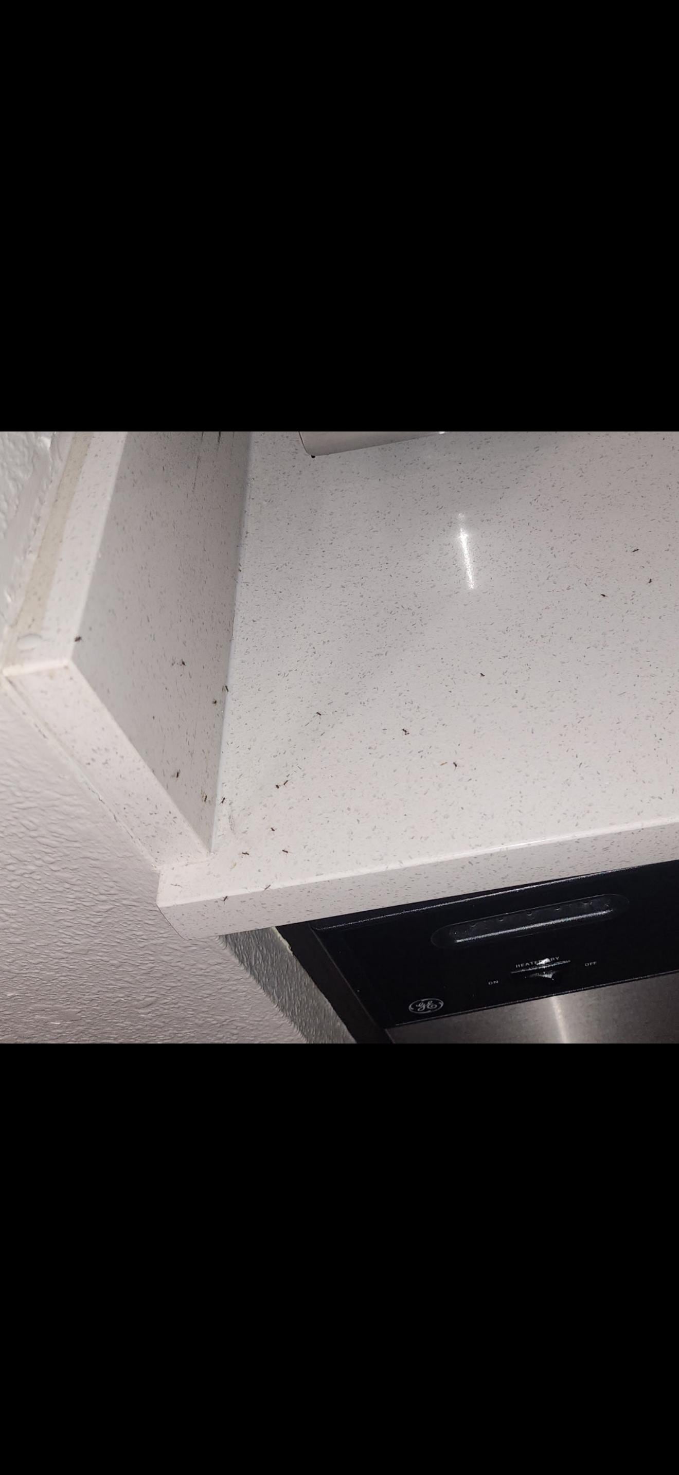 This is what we woke up to ants