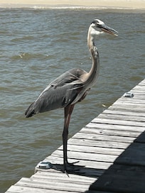 The gatekeeper, we named him Ted