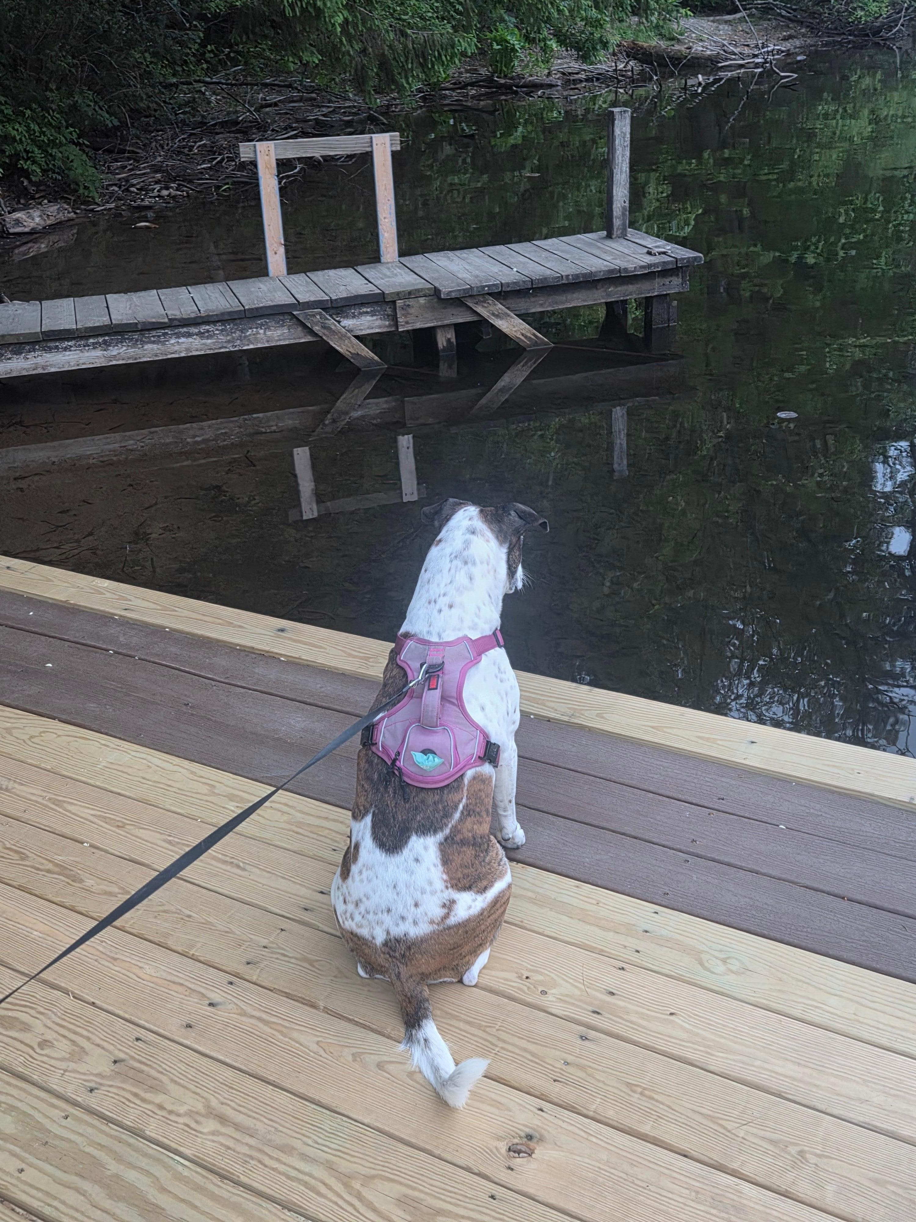 Our baby watching the water.