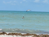 Pelicans fishing