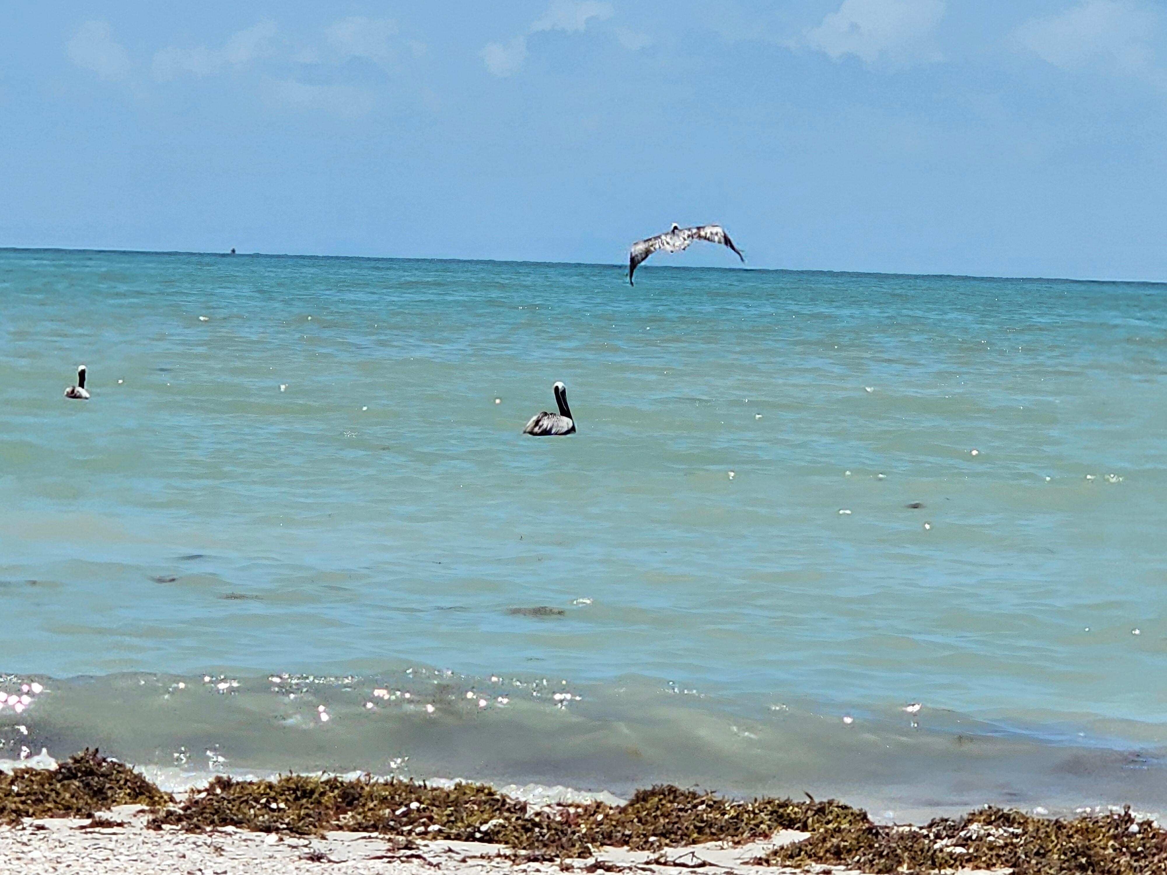 Pelicans fishing