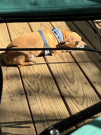 Our dogs felt right at home sunning on the deck!