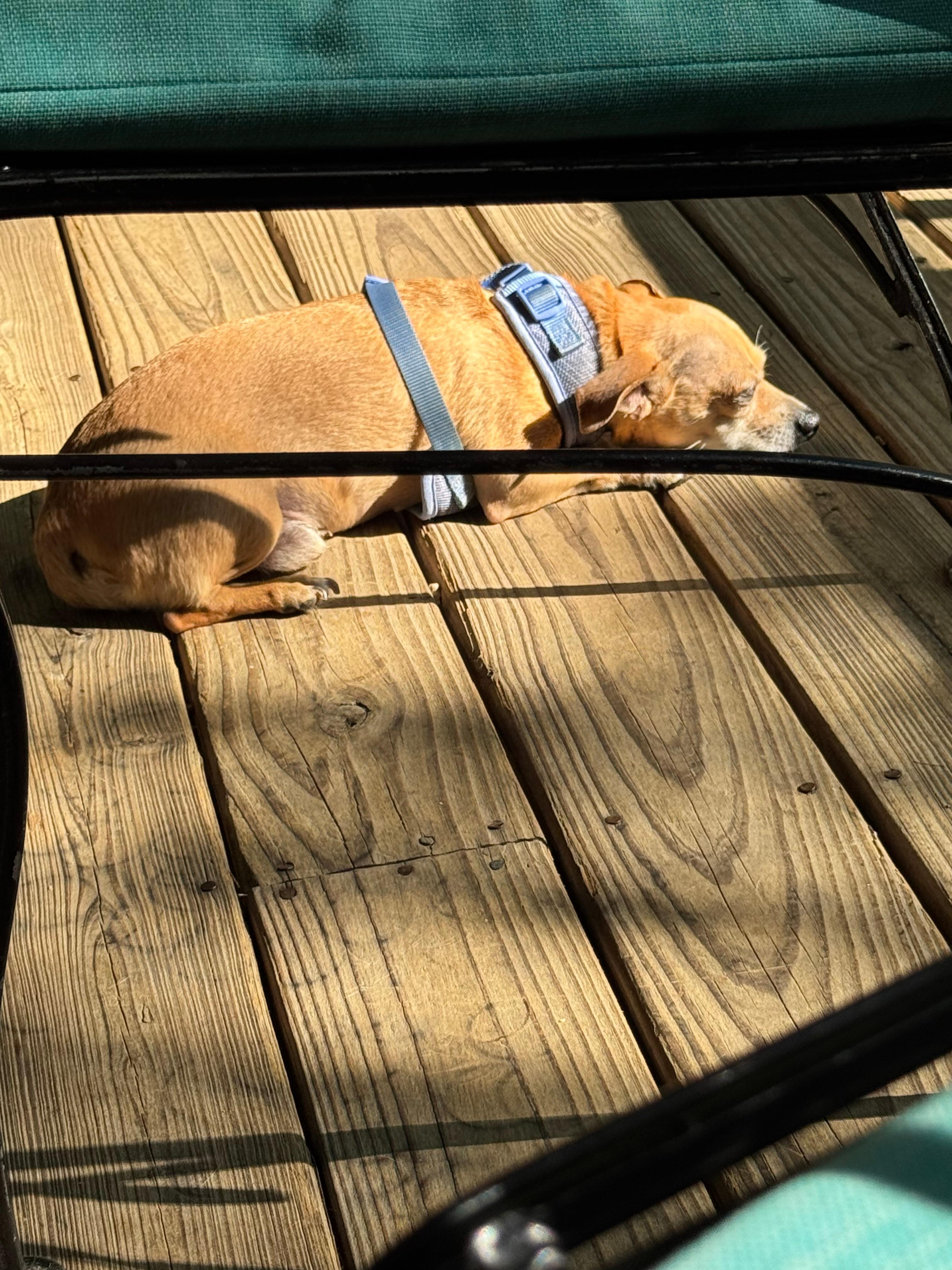 Our dogs felt right at home sunning on the deck!
