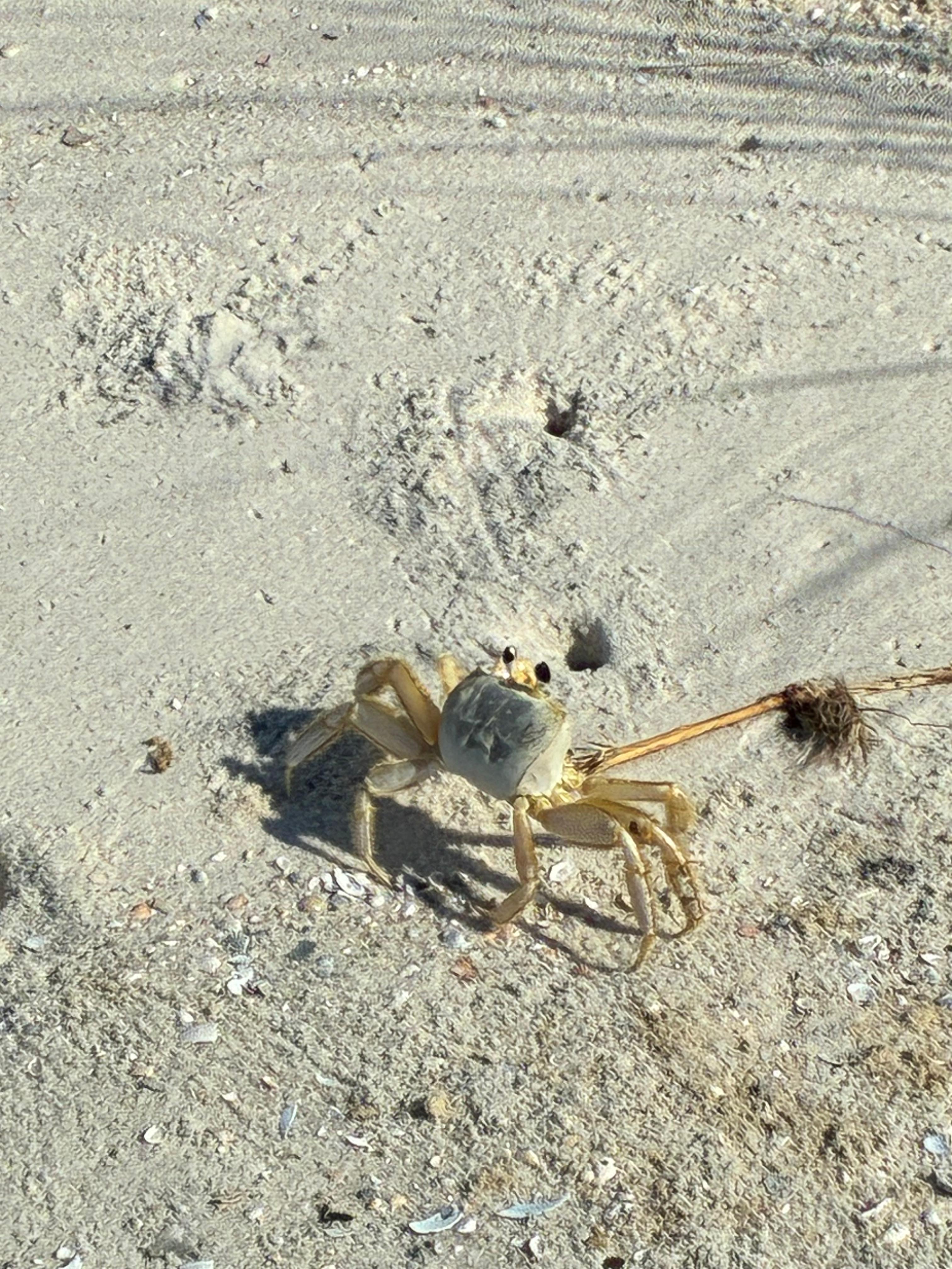 Lots of ghost crabs  out on the point just east of this building.  