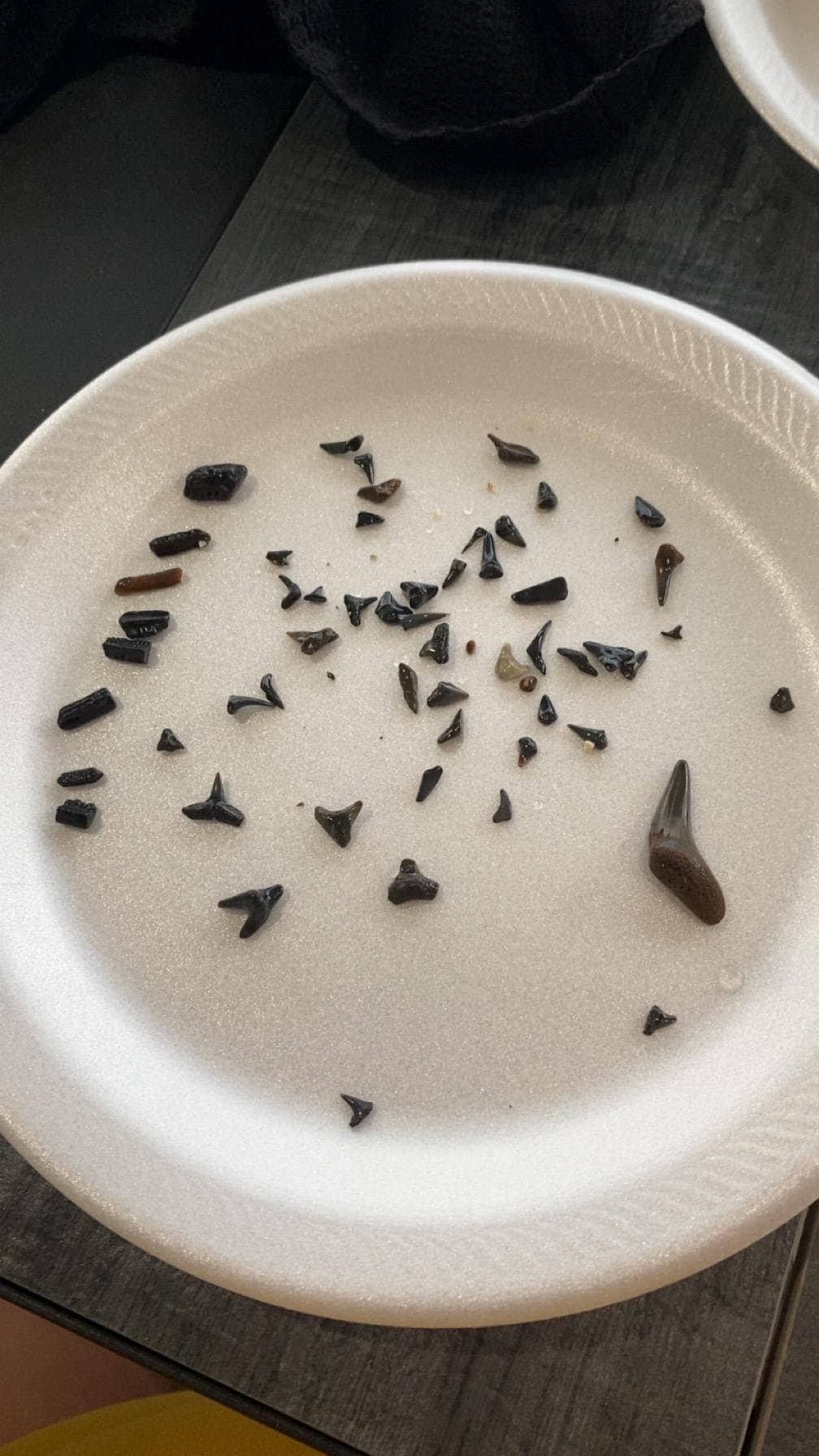 Shark teeth found during our stay from Englewood, Venice beach, and manasota key beach