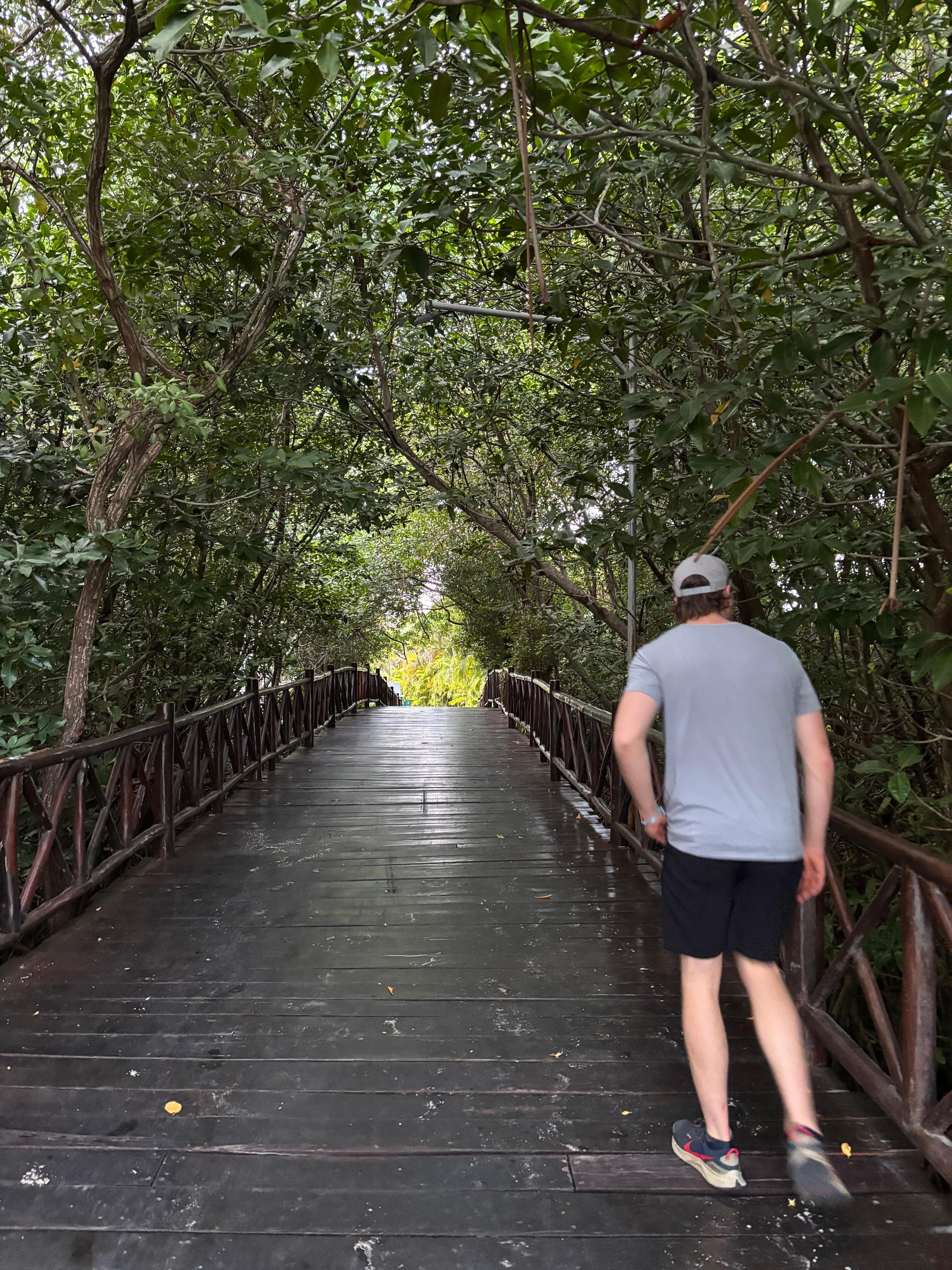 Red mangrove riparian area walk to the beach