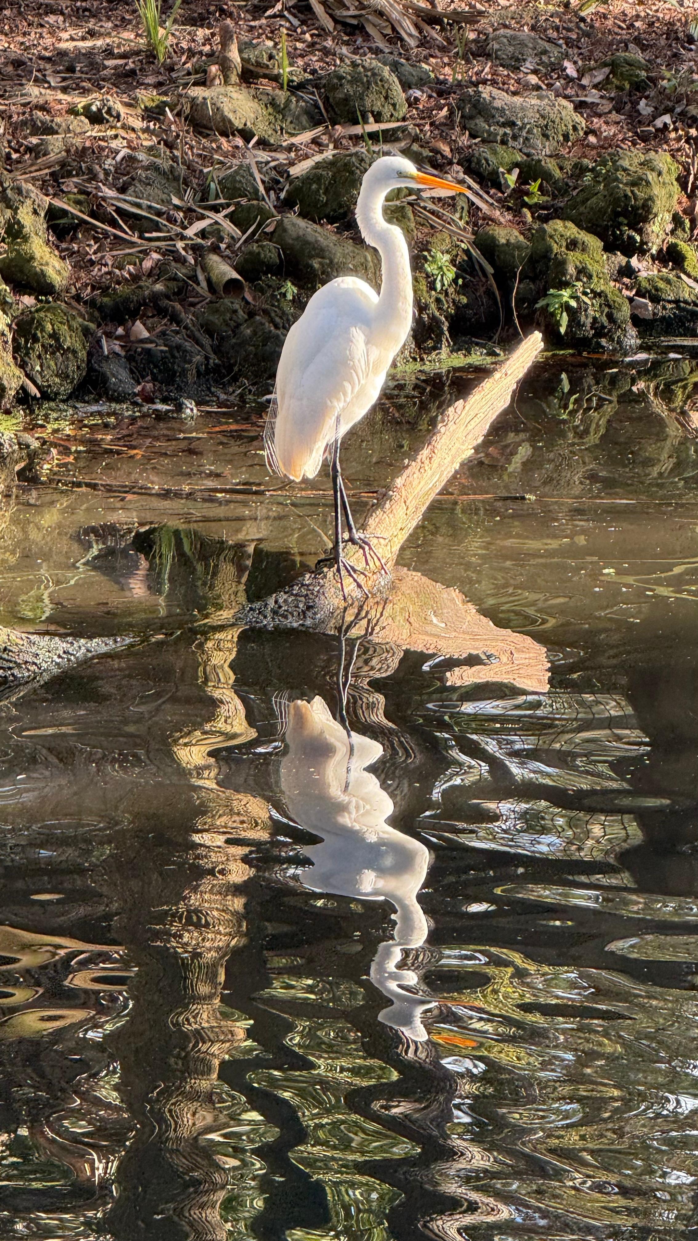 Ellie Schiller Homosassa Springs Wildlife State Park, Homosassa, FL