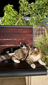 bring treats for these cuties