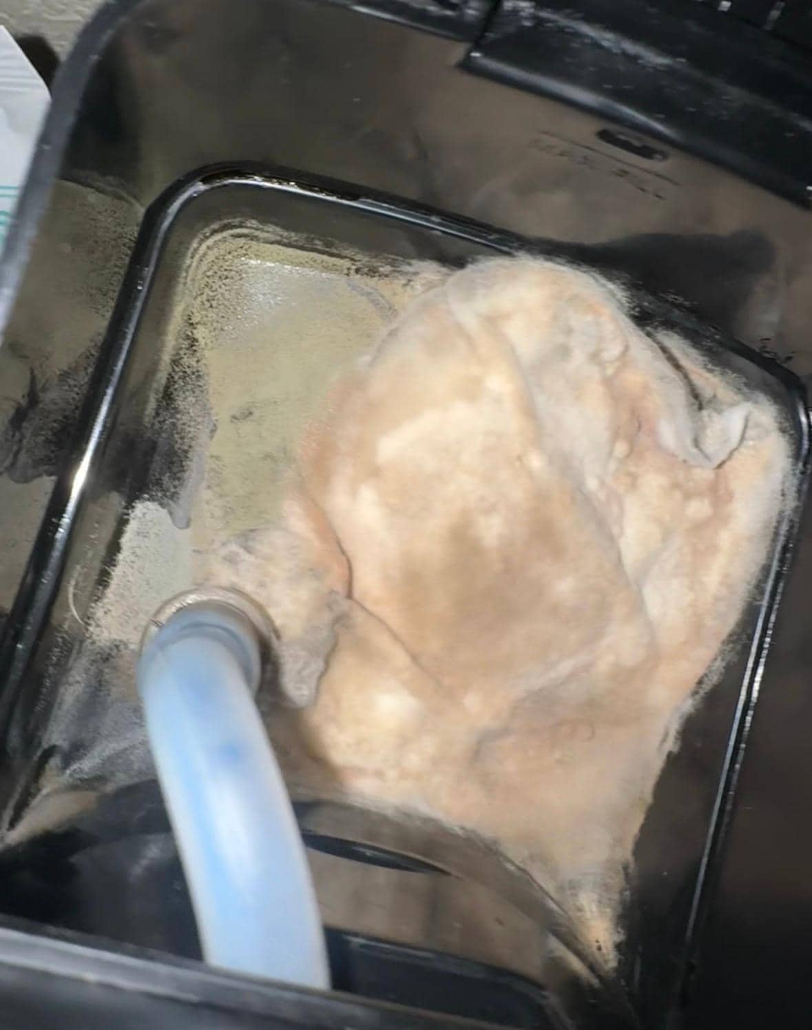 Mold in coffee maker 