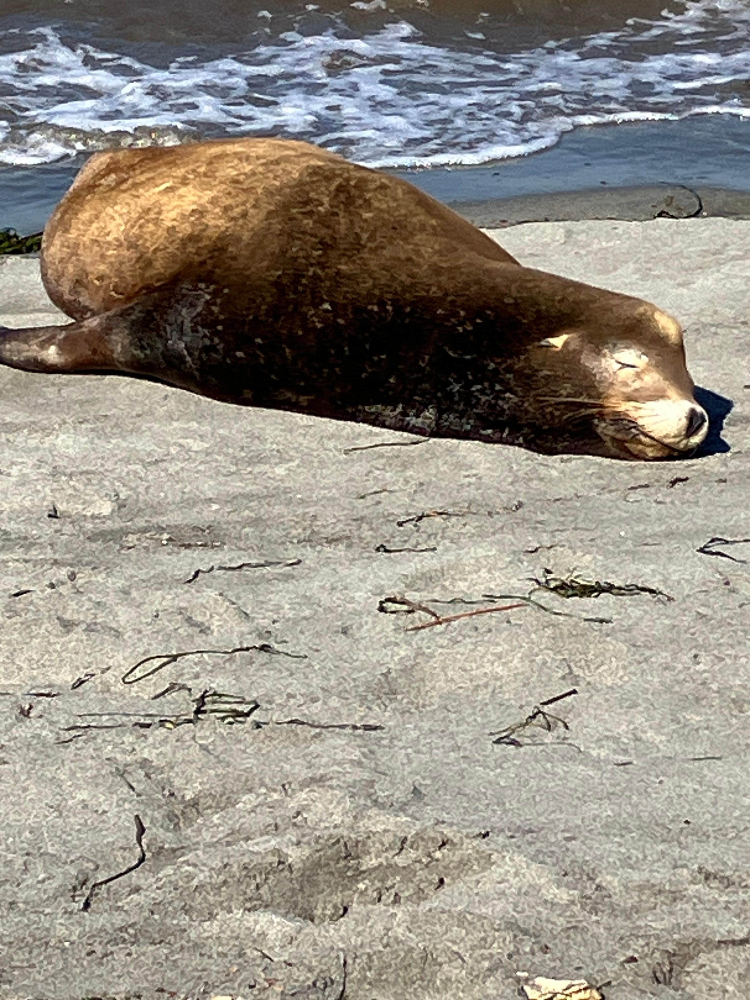 Sea lion sunning on the beach