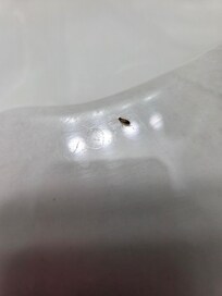 one-eighth inch immature cockroach